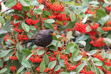 Common Blackbird Eating Red Seeds