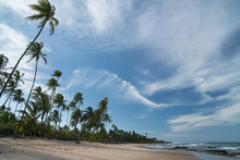 Scenic View Of Palm Trees On Beach Against Sky