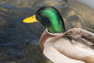 Wall Mural - mallard duck with vibrant color gets a close up head shot