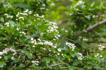 Crataegus Monogyna blooming flowers