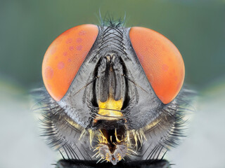 Extreme sharp and detailed macro portrait of fly microskopy stack