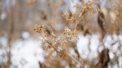 Wall Mural - grass in the snow