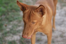 weimaraner