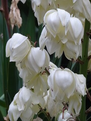 YUCCA ALOIFOLIA. YUCA PINCHUDA. DETALLE DE LAS FLORES. LAS FLORES SON BLANCAS Y TIENEN FORMA DE CAMPANA.