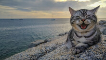 Cat Looking At Sea Shore