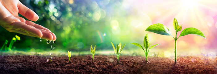 growing concept - hand watering young plants with flare effect