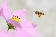 Close-up Of Bee Pollinating On Pink Flower