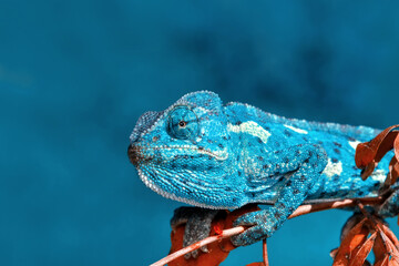 macro shots, beautiful nature scene green chameleon