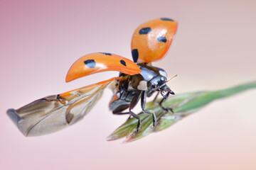 closeup macro of polish ladybug jump and flying on natural background.