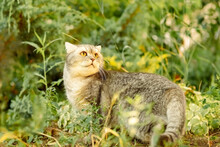 Beautiful Gray Tabby Cat Walks On The Street In The Grass. Photo Of The Animal In Full Growth, The Cat Went Hunting And Looks Into The Distance.