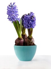 multicolor flowers of hyacinth plant at spring