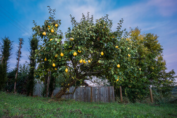 quince fruit tree in backyard