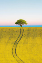Lone Tree In A Canola Field At Sunset