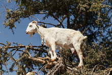 Side View Of White Goat Standing On Tree