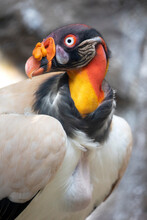 Central American King Vulture Bird