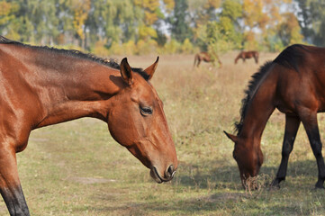  A herd of horses grazes in a field on a sunny autumn day