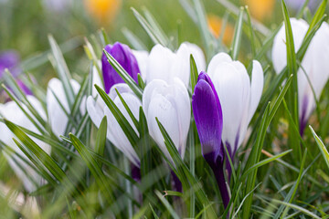  Beautiful Crocuses, one of the first spring flowers.