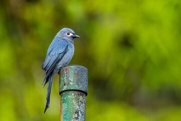 Wall Mural - Nature wildlife image of An Ashy Drongo bird