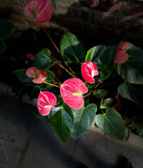 Wall Mural - Anthurium plant in full bloom