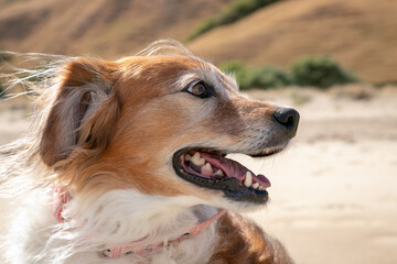 Portrait type shot of cute, fluffy red and white coated, Rough Collie type dog at a beach in Gisborne, New Zealand 