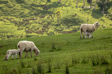 Wall Mural - New Zealand sheep and lambs, Pouawa, near Gisborne, East Coast, North Island. 