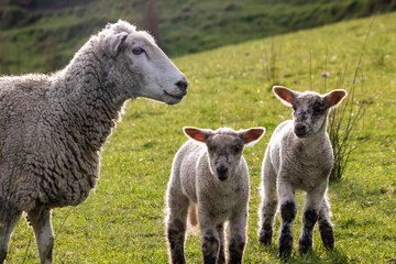 Wall Mural - Sheep and lambs, in a paddock, Pouawa, near Gisborne, New Zealand