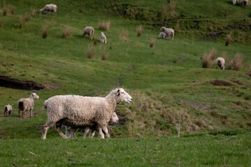 Wall Mural - Sheep and lambs, in a paddock, Pouawa, near Gisborne, New Zealand