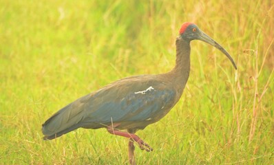  glossy ibis