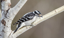 Downy Woodpecker In Winter Tree