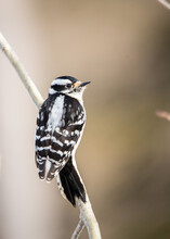 Downy Woodpecker In Winter Tree