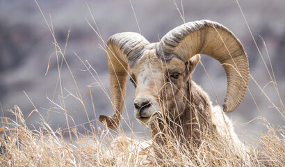 Wall Mural - Desert bighorn sheep in badlands