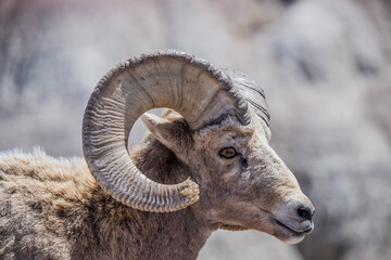 Desert bighorn sheep in badlands