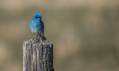 Wall Mural - Western blue bird on post