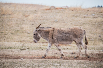 Wall Mural - wild burro donkey in field 