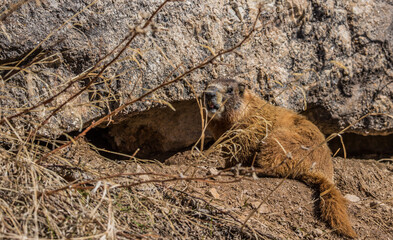 Wall Mural - western yellow bellied marmot at den