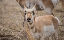 Male Pronghorn Antelope In Field 