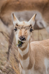 Sticker - male pronghorn antelope in field 