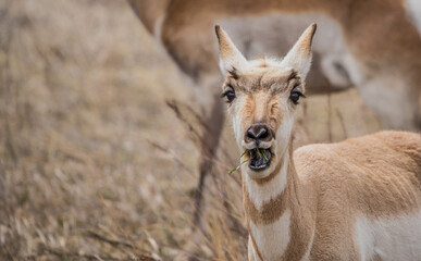 Sticker - male pronghorn antelope in field 