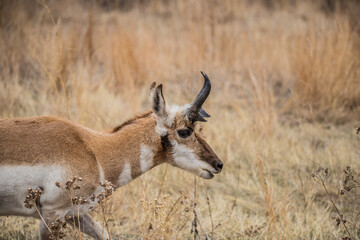 Wall Mural - male pronghorn antelope in field 