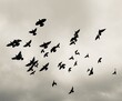 Low Angle View Of Birds Flying In Sky