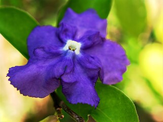 Wall Mural - Closeup violet flower Brunfelsia latifolia , manaca purple flower in garden with blurred background , macro image