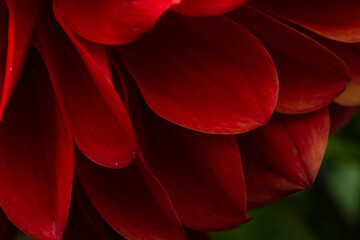 close up of red flower dahlia macro view