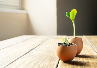 Seedling young bright green zucchini sprouts in egg shells, the concept of ecological gardening and connection with nature