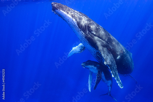 水中 海中 アドビストックのデザイン かべいろ Com おしゃれ壁紙リフォーム貼り替え インクジェット壁紙のかべいろ Com