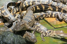 Small American Alligators On Florida Farm, Closeup