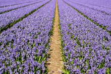Blooming Purple Hyacinths Closeup In The Field, View Between Flower Rows In  Perspective To The Horizon Line, Soft Focus. Straw Mulch In Flower Plantings On A Farm Field In Holland.