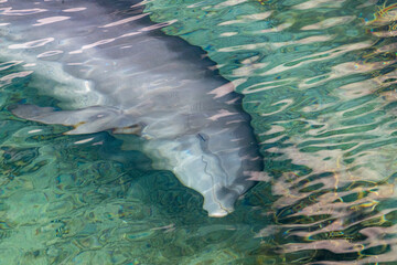 Dolphin underwater approaching a you