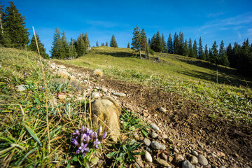 Wall Mural - flower growing on the side of the path