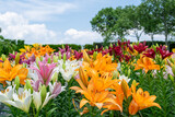 満開のユリの花