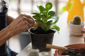 Hands using small gardenning tool to planting a tiny botany.